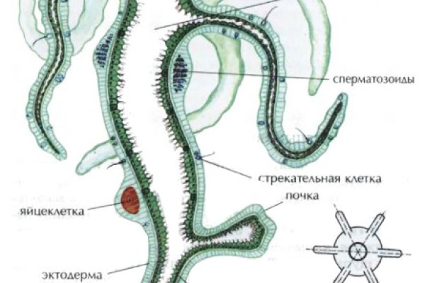 Как зайти на кракен в торе